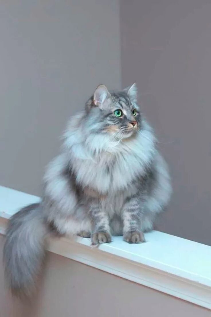 Кот сибирской породы фото серый Cat Breeds THE SIBERIAN CAT - Siberian cat, Fluffy cat breeds, Cat breeds