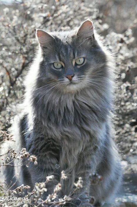 Кот сибирской породы фото серый Handsome long haired grey cat. (With images) Cool cats, Grey cats, Beautiful cat