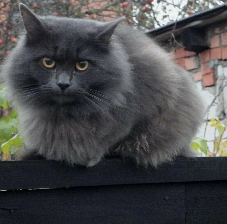 Кот сибирской породы фото серый Кот "русский голубой" - купить в Ижевске, бесплатно, продано 24 января 2018 - Ко