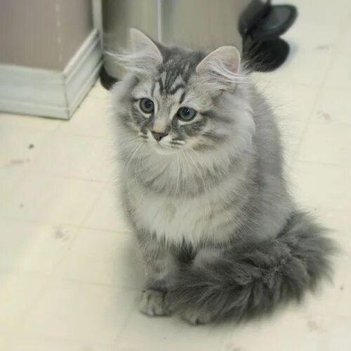 Кот сибирской породы фото серый siberian cat - Google Search Siberian cat, Siberian kittens, White tabby cat