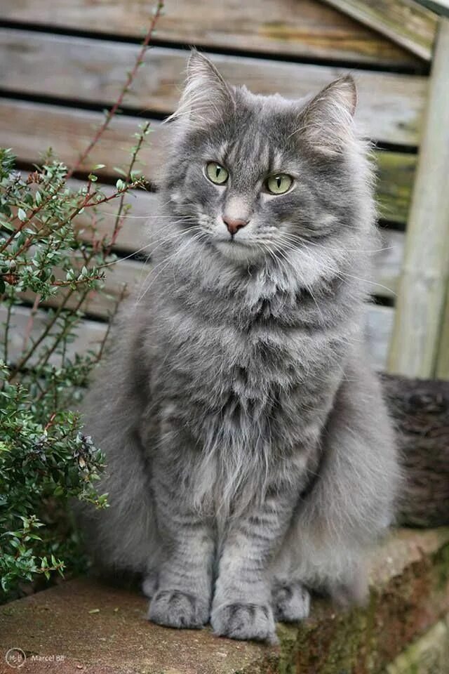 Кот сибирской породы фото серый Pin by ellamaedhumphries198501 on Cat Photography Cat photography, Pretty cats, 