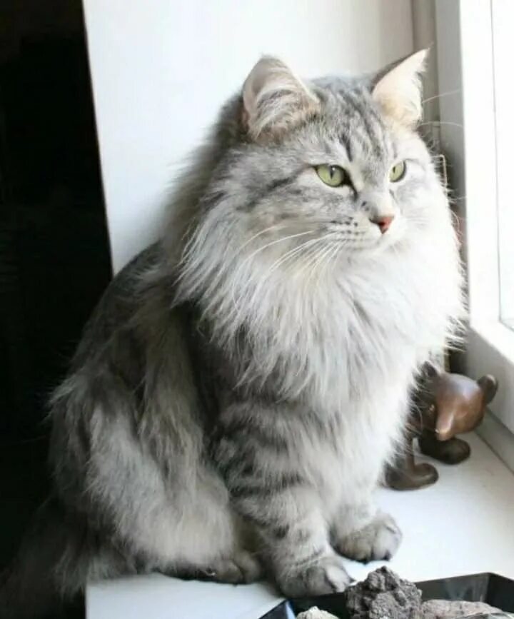 Кот сибирской породы фото серый Вьюжинколапка/Bluzzardpaw Wiki Коты Воители ☆ Amino