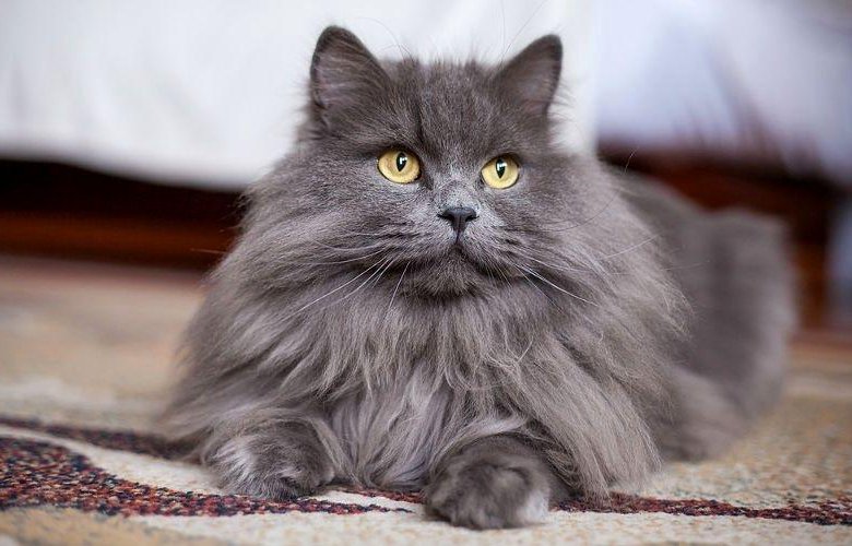 Кот сибирской породы фото серый Пепельный перс Тучка - в добрые руки - купить в Екатеринбурге, цена 100 руб., пр