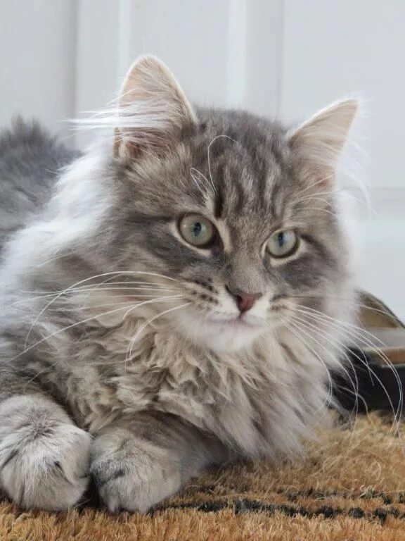Кот сибирской породы фото серый Pin on cats