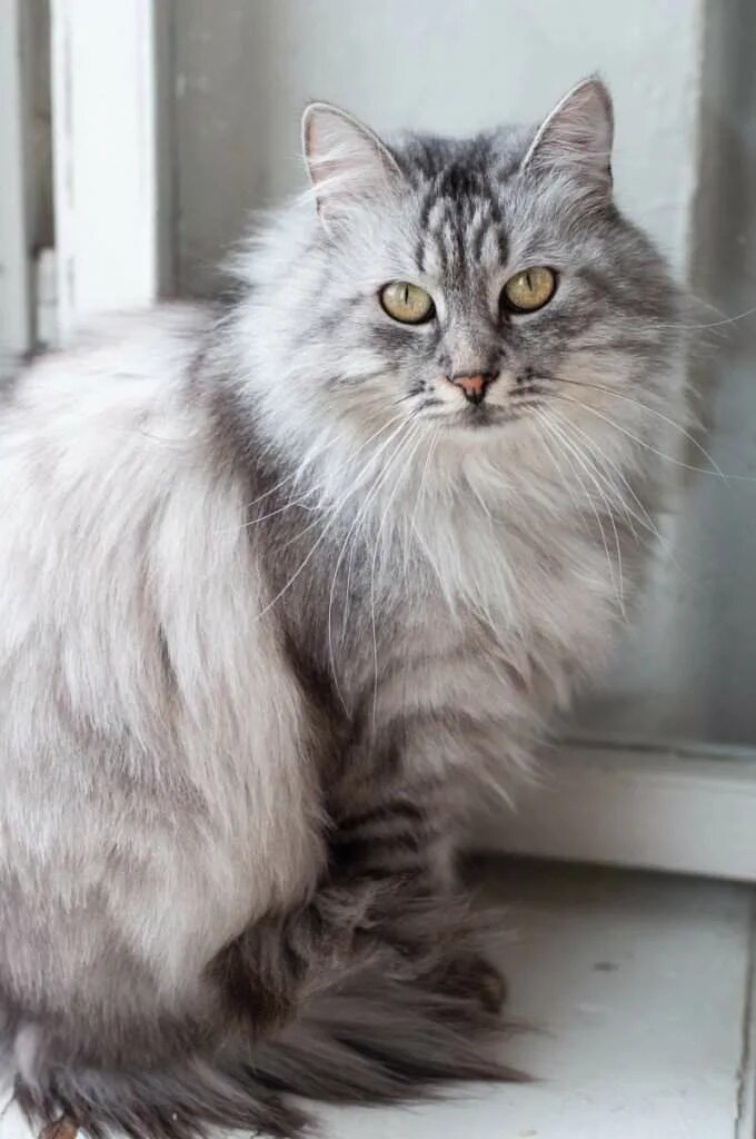 Кот сибирской породы фото серый сибирская кошка ¦ порода недели #2 ✓ Коты-Воители * Амино ✓ Amino