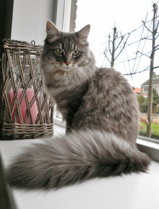 Кот сибирской породы фото серый MOMENTS Gorgeous cats, Beautiful cats, Pretty cats
