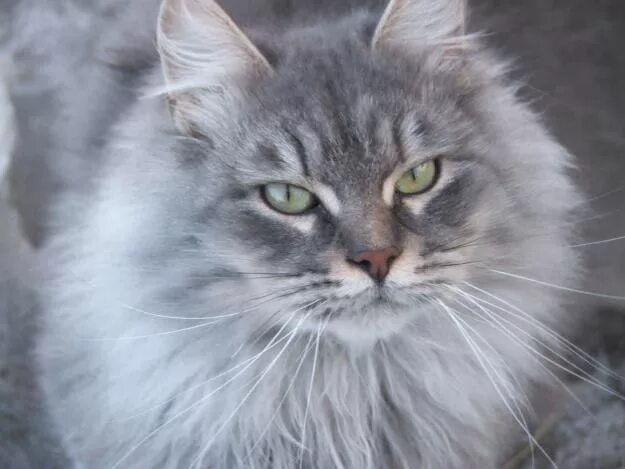 Кот сибирской породы фото серый blue siberian cat Siberian cat, Beautiful cats, Siberian forest cat