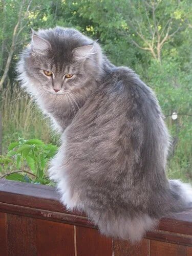 Кот сибирской породы фото серый Ответы Mail.ru: подскажите породу кота по фото