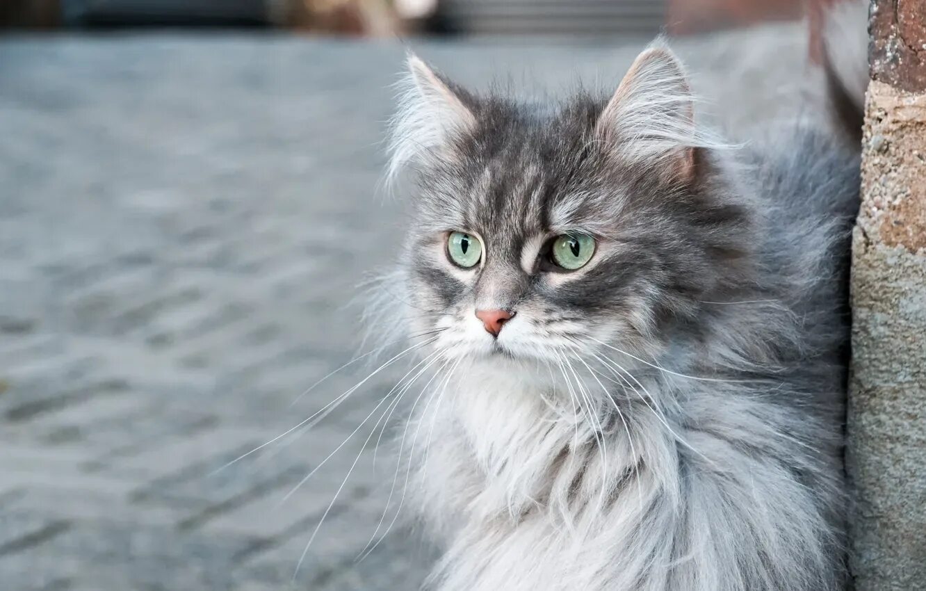 Кот сибирской породы фото серый Wallpaper cat, cat, look, grey, street, tile, portrait, fluffy for mobile and de