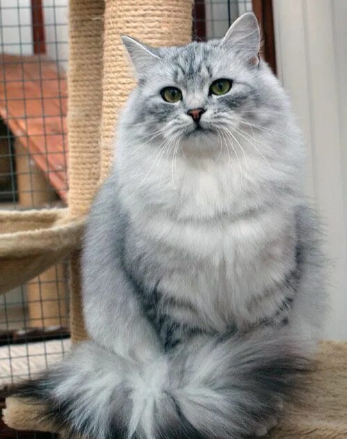 Кот сибирской породы фото серый best images ideas about siberian kitten - most affectionate cat breeds #catsdiyl