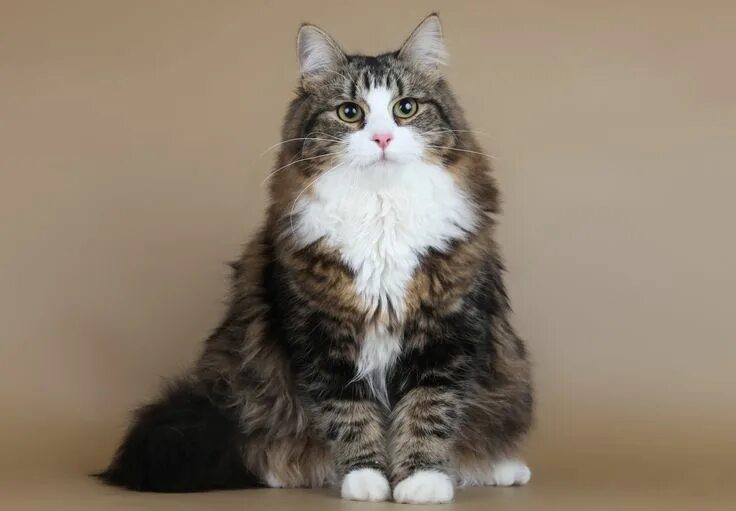 Кот сибиряк фото brown tabby cat #cat Siberian cat Demi Moore SARIOLA #2K #wallpaper #hdwallpaper