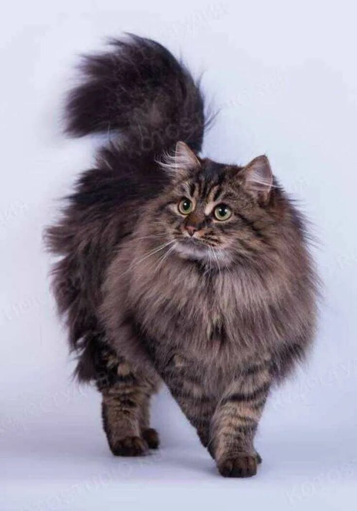 Кот сибиряк фото Пин на доске Siberian cats