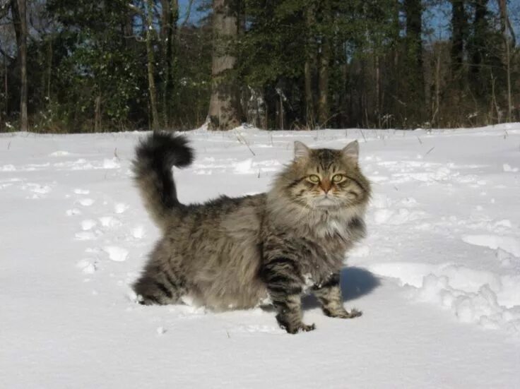 Кот сибиряк фото SIBERIAN BREED Siberian forest cat, Siberian cat, Forest cat
