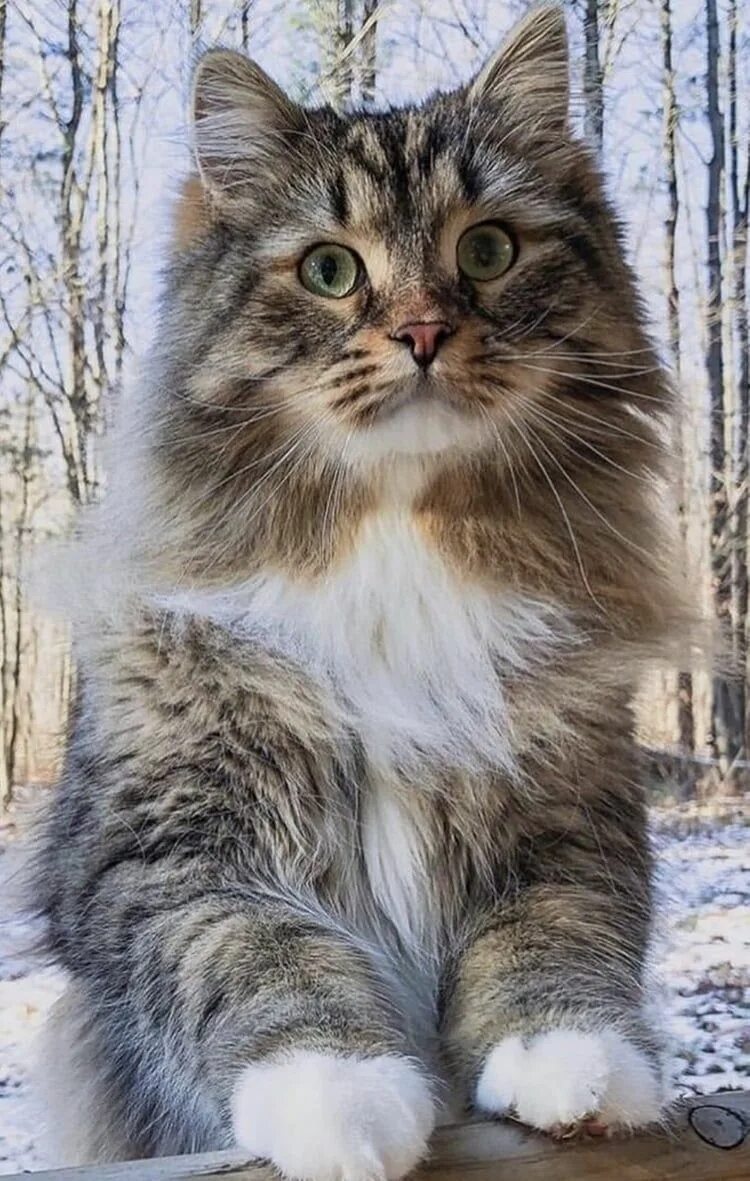Кот сибиряк фото cats pets cute Cute cats photos, Beautiful cats, Cute cats