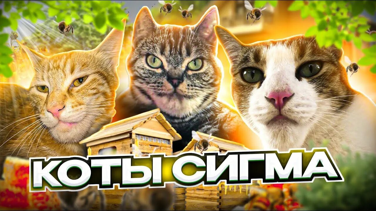 Кот сигма фото Коты СИГМА КОТА УКУСИЛА ПЧЕЛА - YouTube