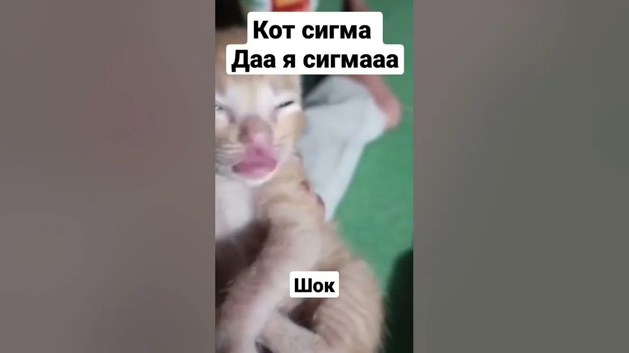 Кот сигма фото даа я сигма #мем #сигма #рофл #кот #рофл #рофл - YouTube