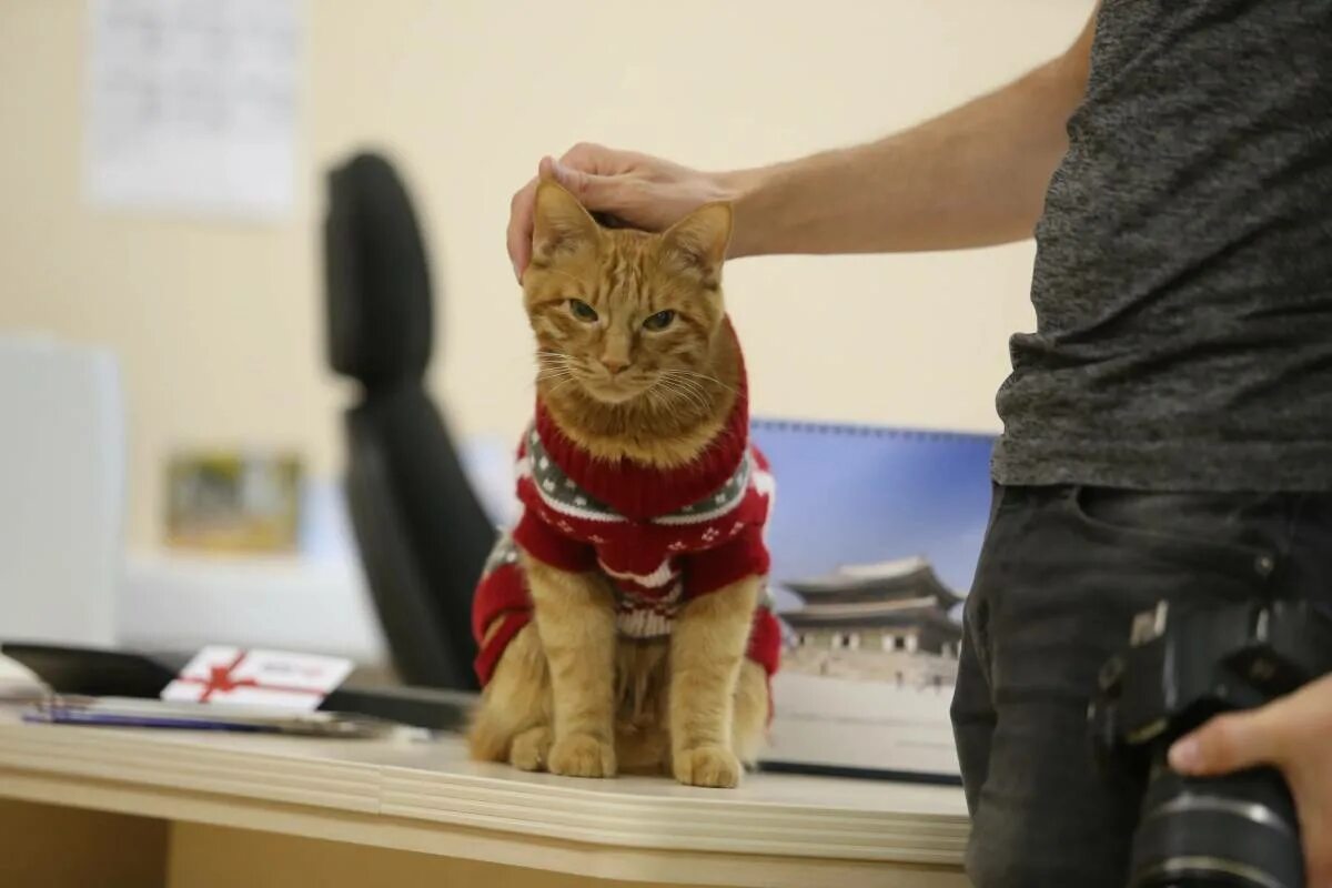 Кот симба фото Картинки Симба кот (39 шт.) - #12666