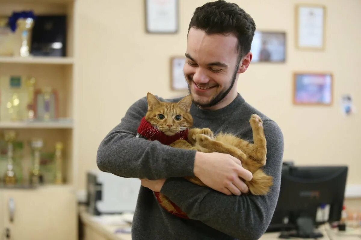 Кот симба фото Кот симба - 68 фото