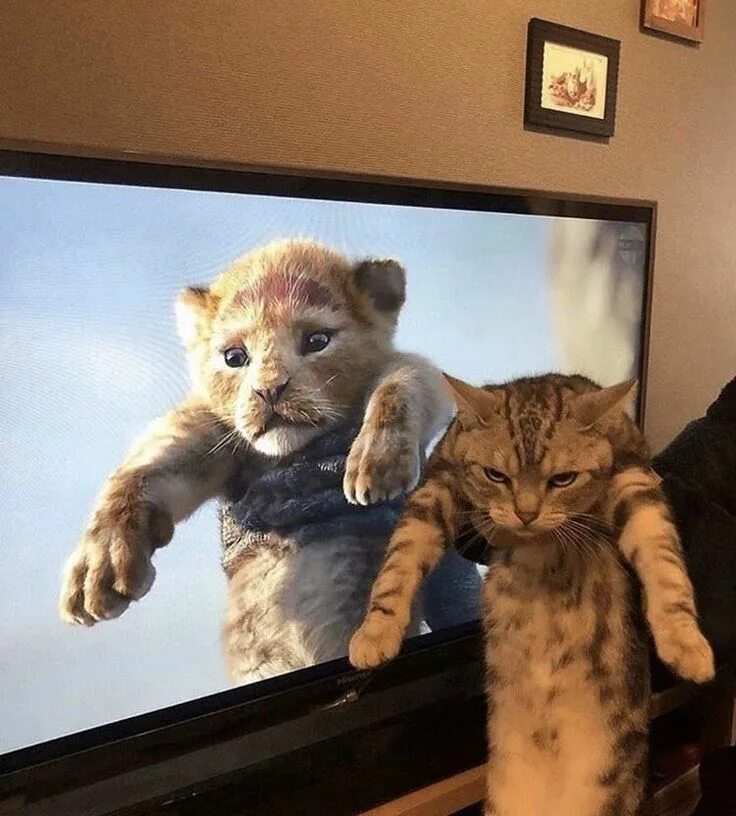 Кот симба фото Pin by Sherry on World of animals Funny animals, Funny animal pictures, Cat meme