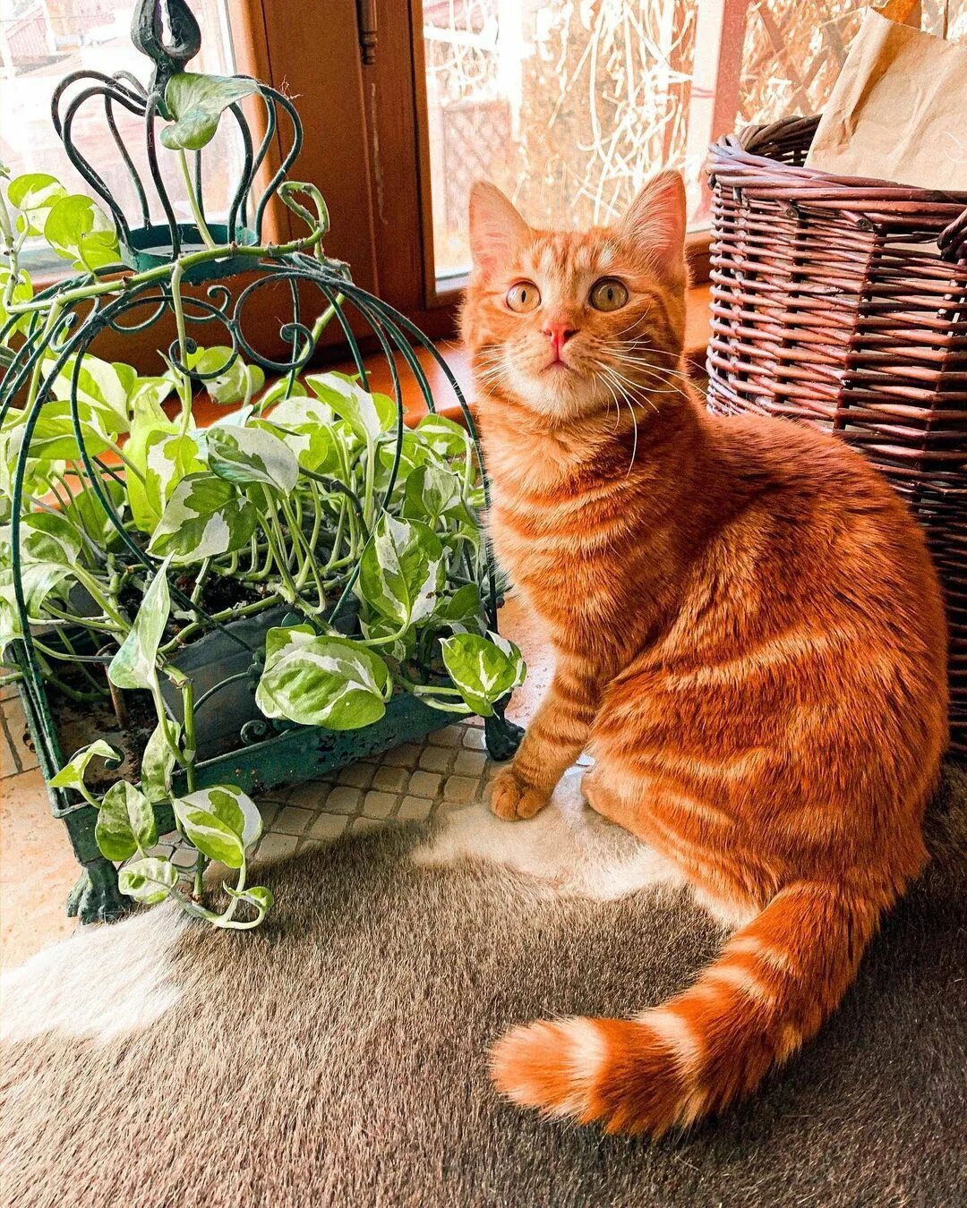 Кот симба фото 2,153 отметок "Нравится", 28 комментариев - Котик Симбочка Пимпочка (@simbachka_