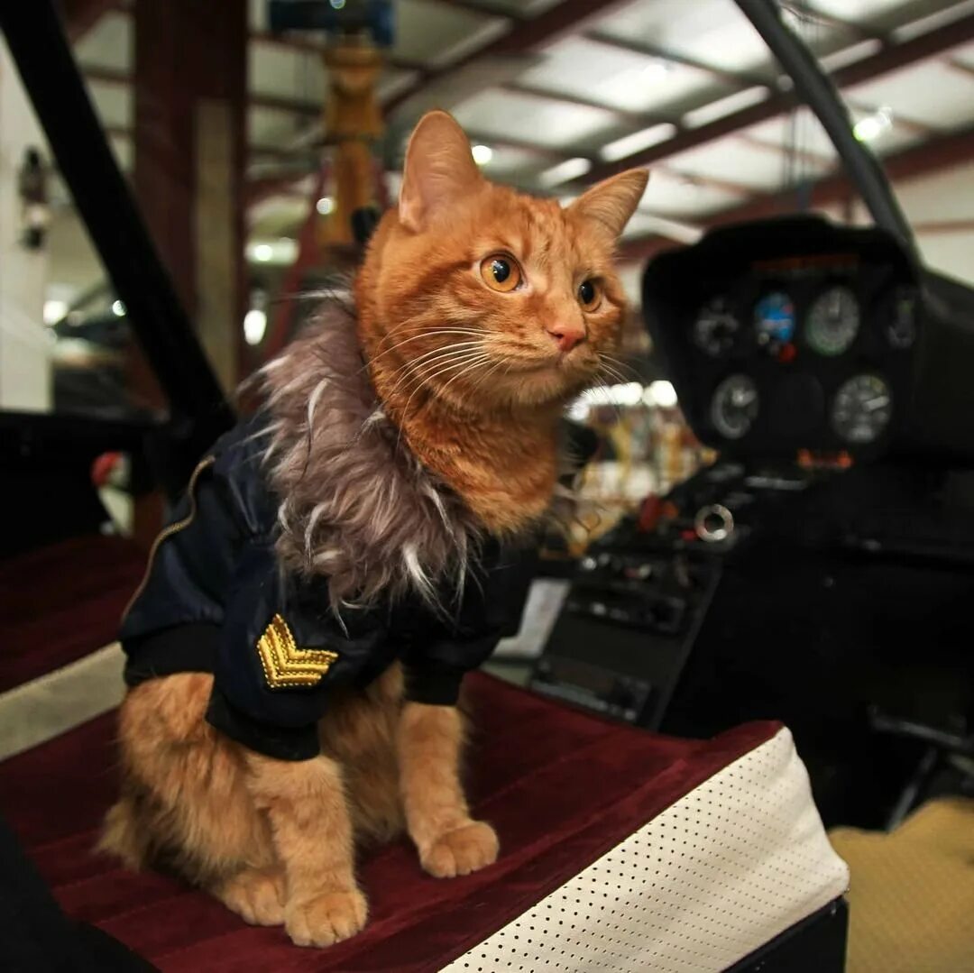 Кот симба фото Кот симба - 68 фото