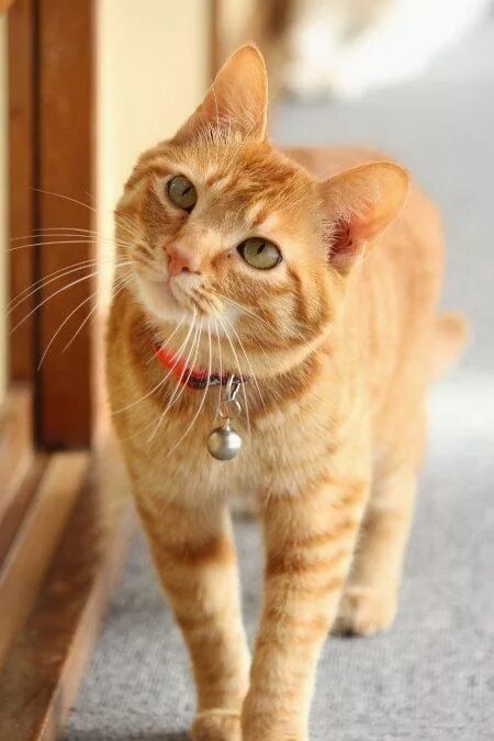 Кот симба фото "Why won't you let me in? And then right back out again?" Cool Cats Orange tabby
