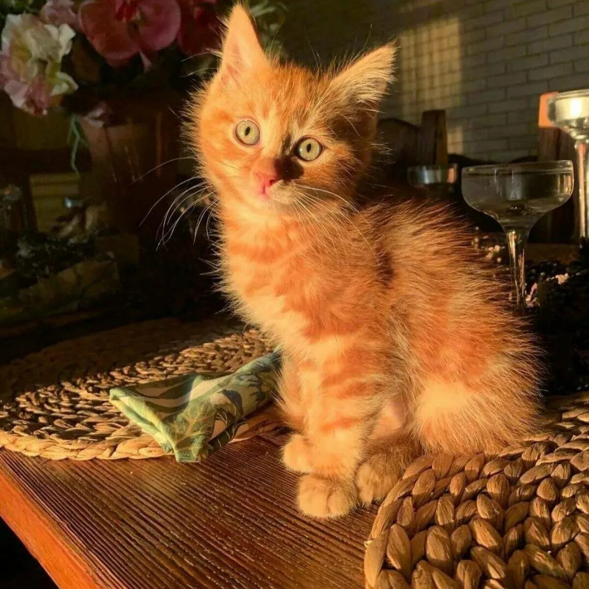 Кот симба фото Кота симбочка пимпочка: найдено 88 изображений