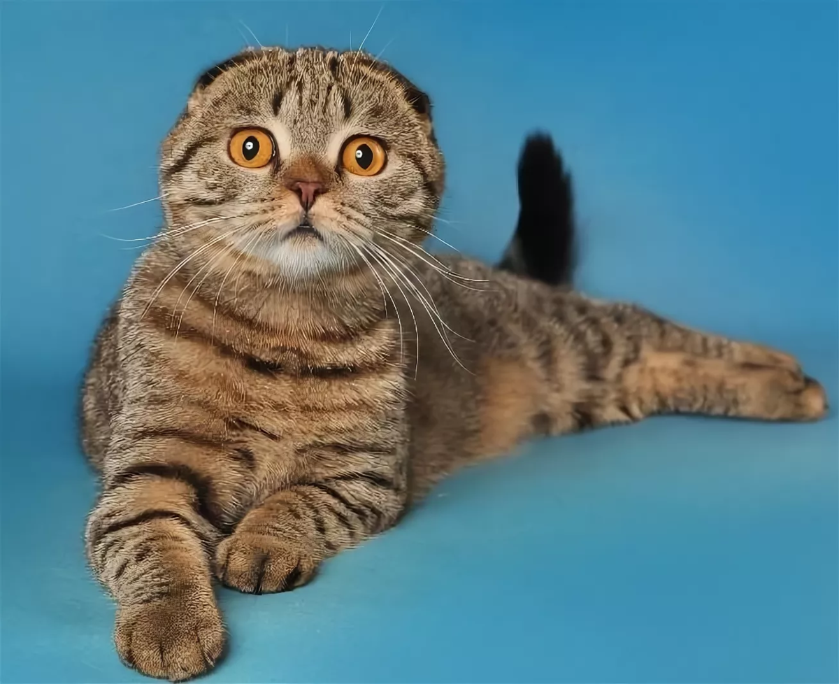 Кот скоттиш фолд фото Вислоухие окрас