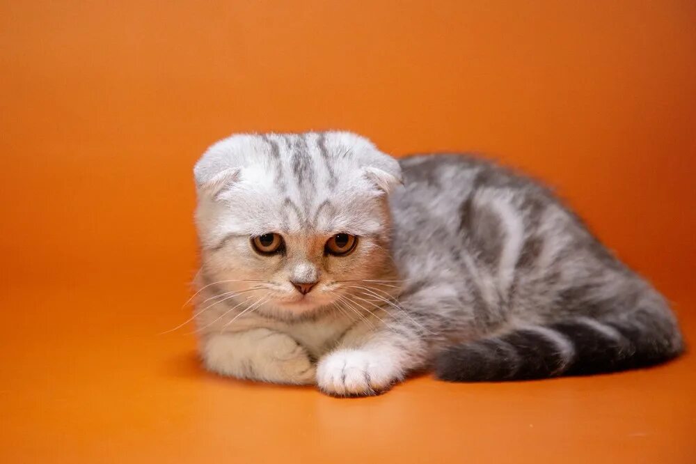 Кот скоттиш фолд фото Create meme "Scottish fold , scottish fold scottishfold, scottish fold whisky" -