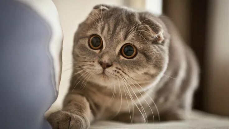 Кот скоттиш фолд фото Scottish Fold Cat & Kittens Breed The Scottish Fold Cat is a breed of domestic c