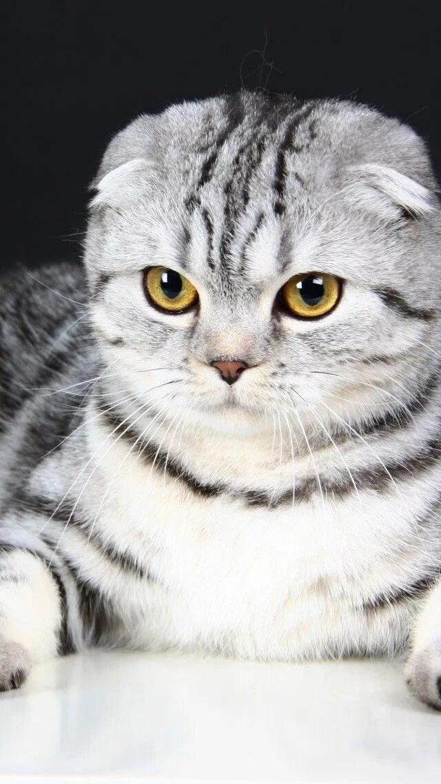 Кот скоттиш фолд фото Обои шотландская вислоухая, кошка, котенок, серый, шерсть, милый, животное, пито