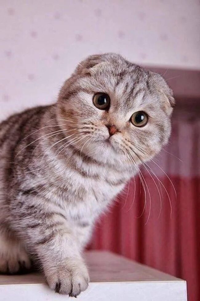 Кот скоттиш фолд фото Шотландский вислоухий кот (фото): комок счастья Шотландская вислоухая кошка, Шот