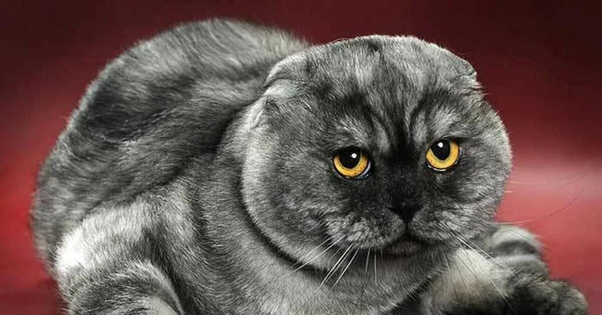 Кот скоттиш фолд фото Фото самых красивых шотландских кошек Пикабу