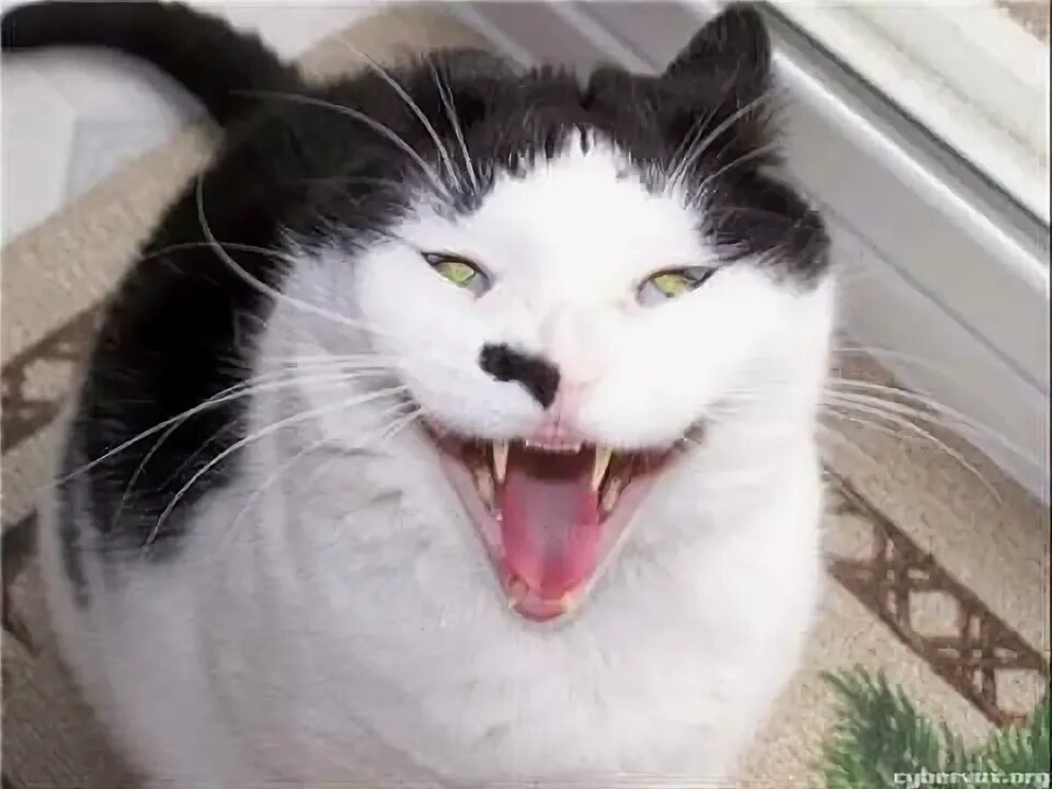 Кот смеется фото Evil cats - YouTube