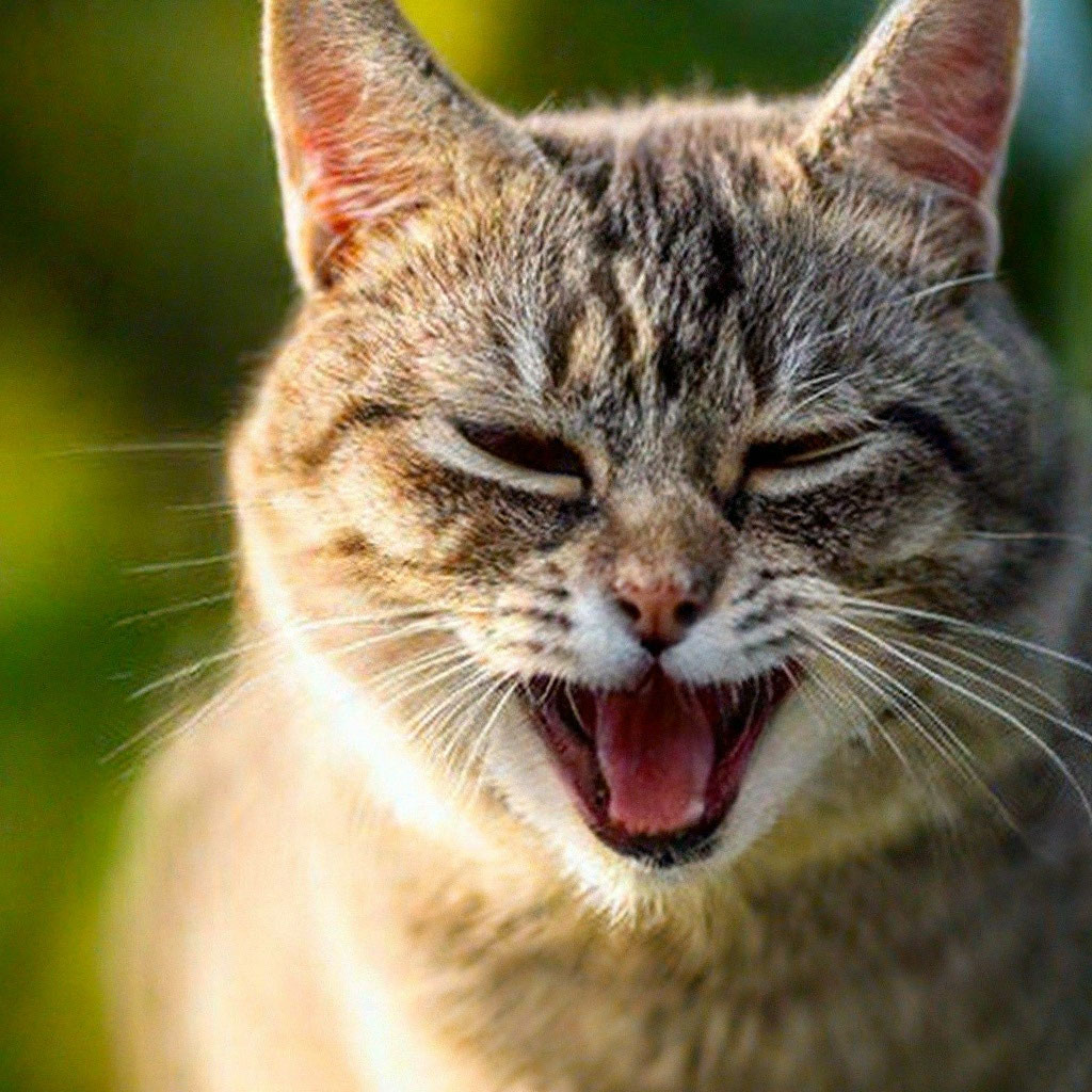 Кот смеется фото "The cat laughs to tears, high quality." - image created in Shedevrum