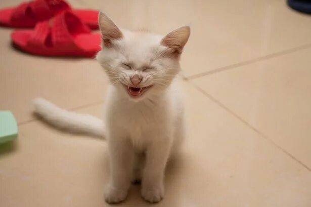 Кот смеется фото Calling all cat lovers! You won't want to miss this TV show Laughing cat, Cat pi