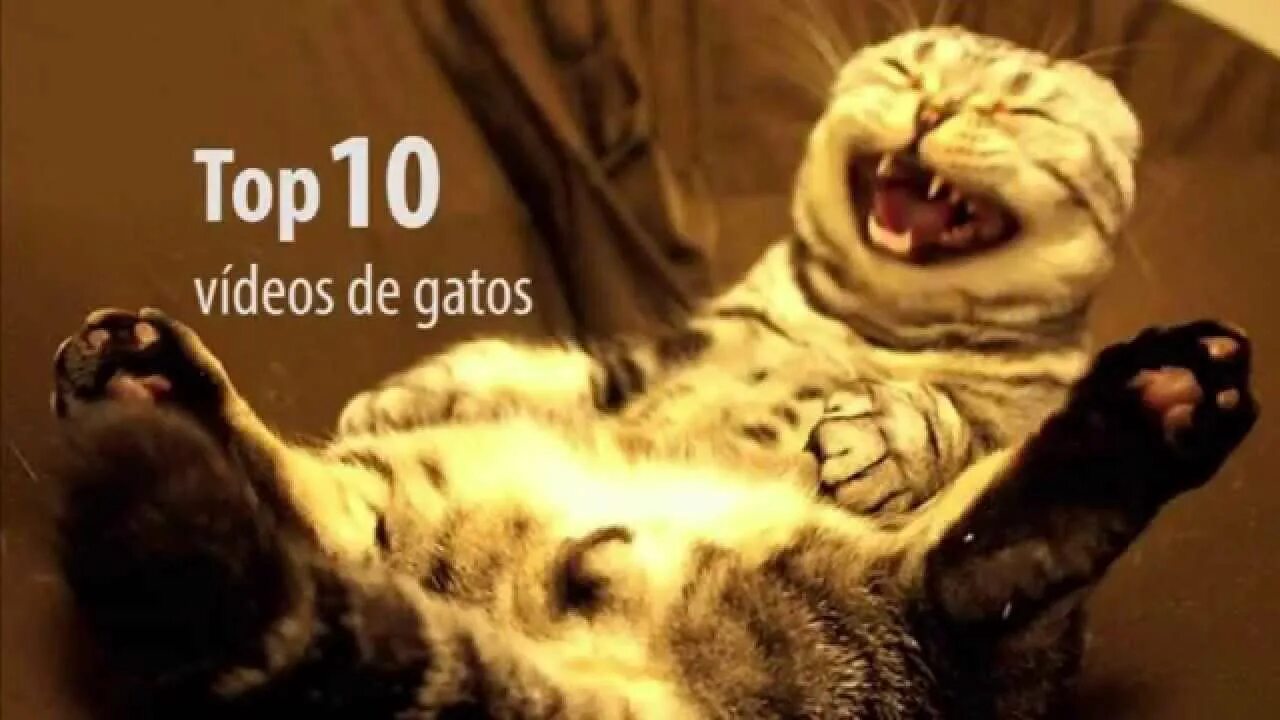 Кот смеется фото Top 10 - Vídeos de Gatos graciosos #LomejordeInternet - YouTube