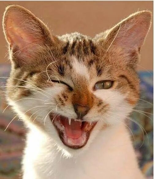 Кот смеется фото Pin by Nesrin Aras on pisicanlar Funny animals, Cats, Pretty cats