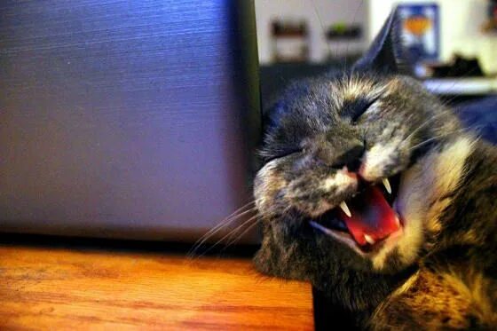Кот смеется фото cat Refurb accidentally raised nearly $1000 for charity Laughing cat, Cats, Cat 