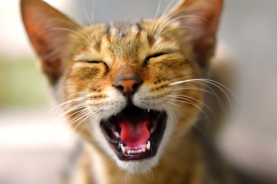 Кот смеется фото Laughing Cat Images - Browse 35,541 Stock Photos, Vectors, and Video Adobe Stock