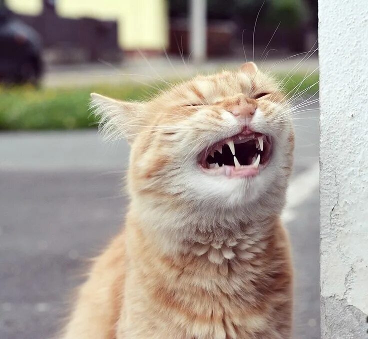 Кот смеется фото Пин от пользователя Life without borders на доске Кошки / котята / котики / коше