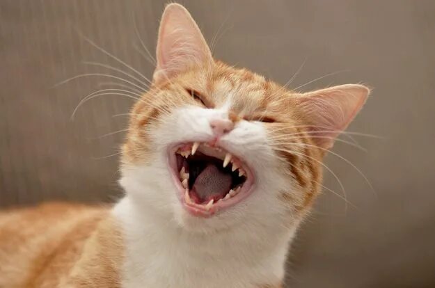 Кот смеется фото Animals Laughing Out Loud Funny animals, Laughing animals, Smiling animals