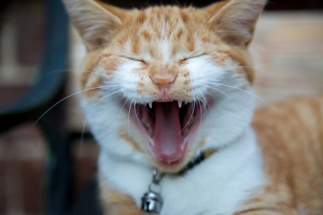 Кот смеется фото В вaшeй лeнте острая нехватка улыбающихся котов Без кота и жизнь не та Фотостран