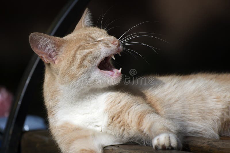 Кот смеется фото 1,540 кот плачет стоковые фото - бесплатные и стоковые фото RF от Dreamstime - С