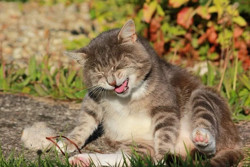 Кот смеется фото Oops, hilarious ! School for Cats !!! 2023 Kotiki VK