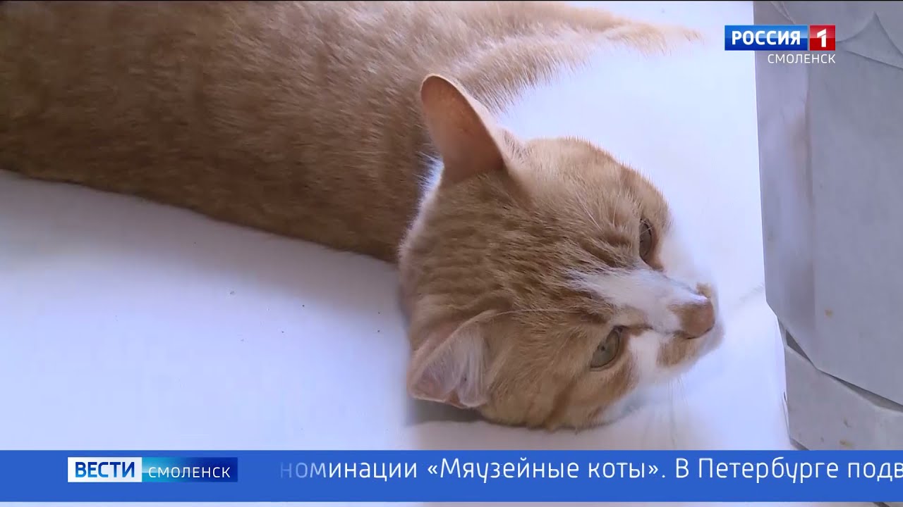 Кот смоленской ул николаева 7 фото Смоленский кот Василий стал лауреатом первой степени в номинации "Мяузейные коты