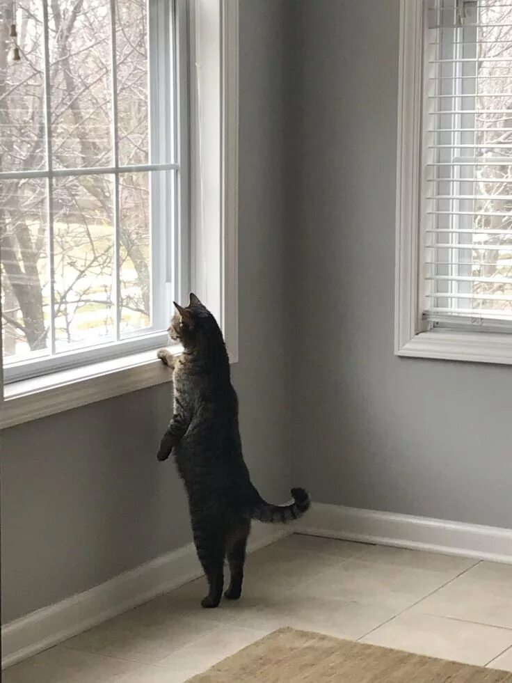 Кот смотрит в окно фото Pin by CattyCornBow on Cute Cats Cats, Cat window, Cat stands