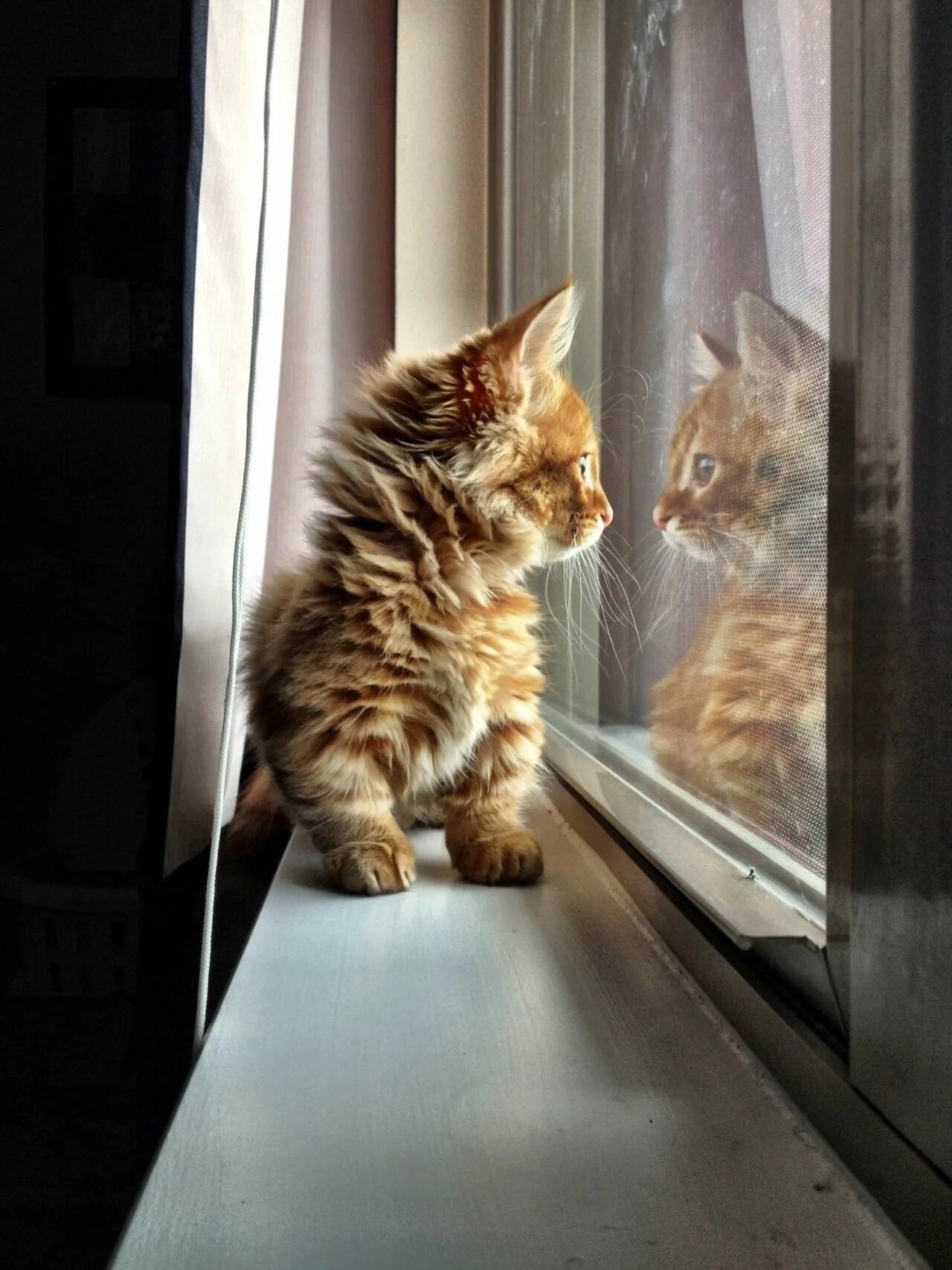 Кот смотрит в окно фото CyBeRGaTa - Mostly Cats, New Mexico & Memes Cats, Kittens, Fluffy kittens