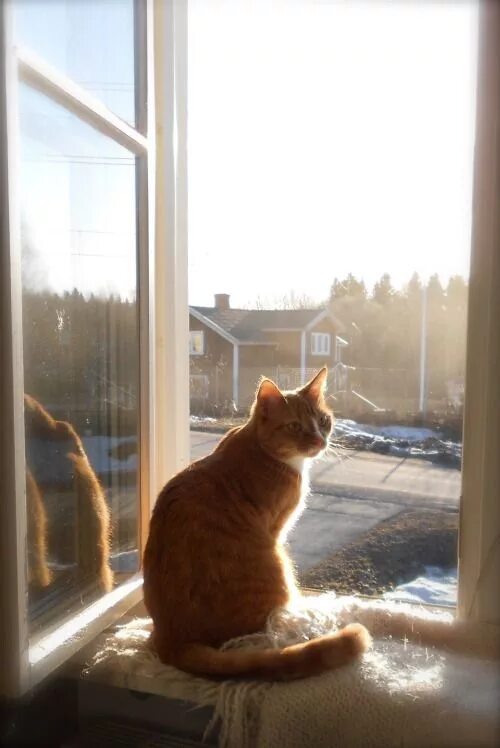 Кот смотрит в окно фото Pin on Sunshine and flowers