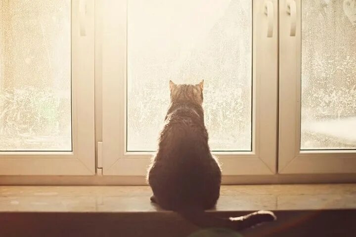 Кот смотрит в окно фото Под Красноярском мужчина вышвырнул из окна кота, чтобы отомстить своей бывшей - 